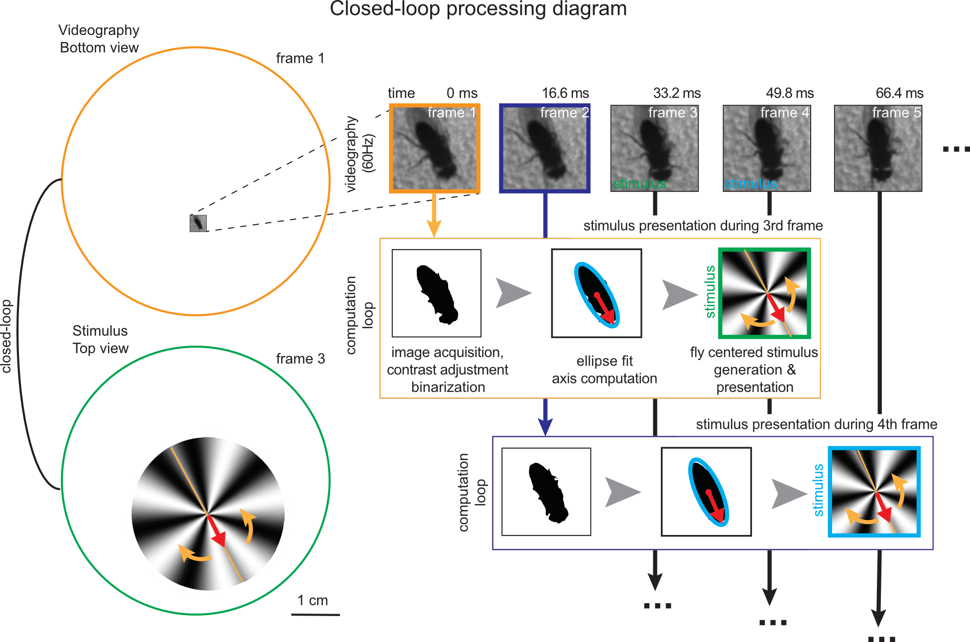 closed loop visual stimulus schematic