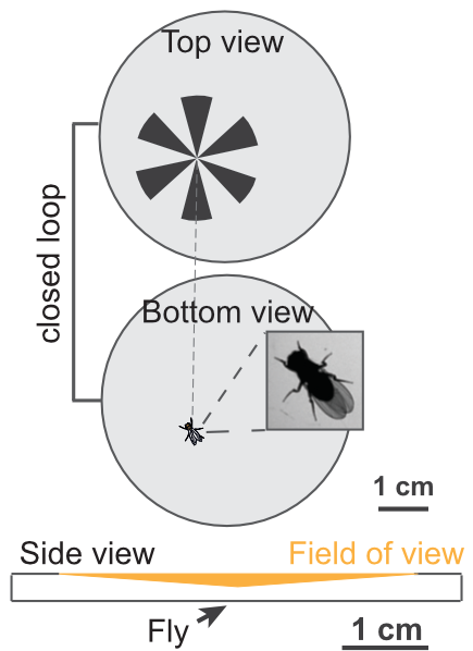 example image